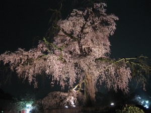 円山枝垂れ桜 2009.4.4